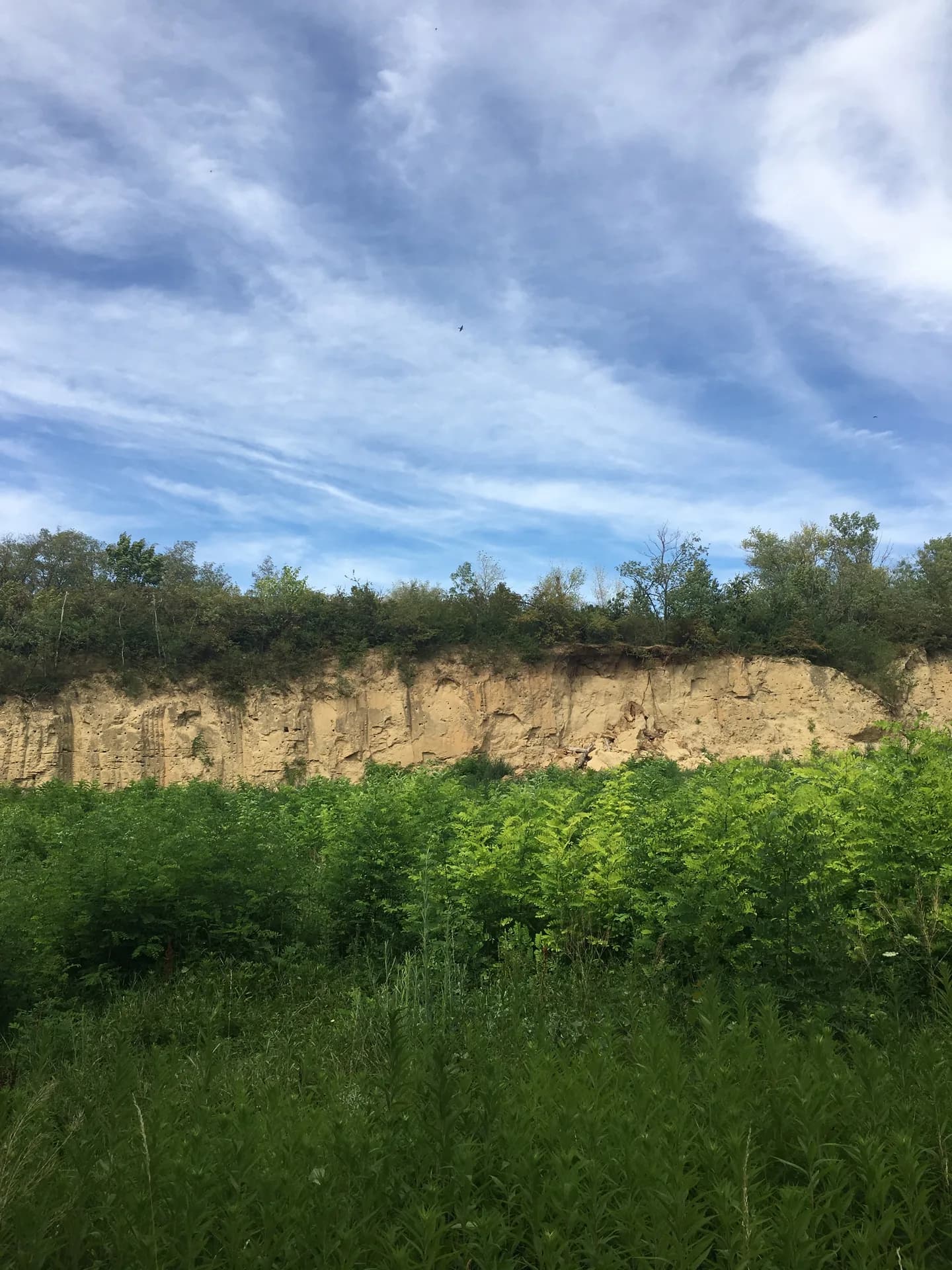 Lehmwand und Vegetation auf dem Areal in Enzersdorf an der Fischa im Juli 2017